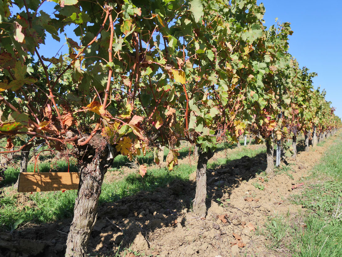 Виноградник на урожай